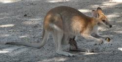 Female agile wallaby with joey and potato chip